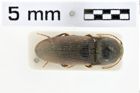 Foto (Dorsalansicht) von Grammephorus rufipennis (NHMW-ZOO-COL-0010330)